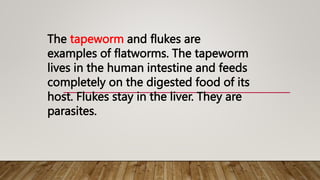 The tapeworm and flukes are
examples of flatworms. The tapeworm
lives in the human intestine and feeds
completely on the digested food of its
host. Flukes stay in the liver. They are
parasites.
 