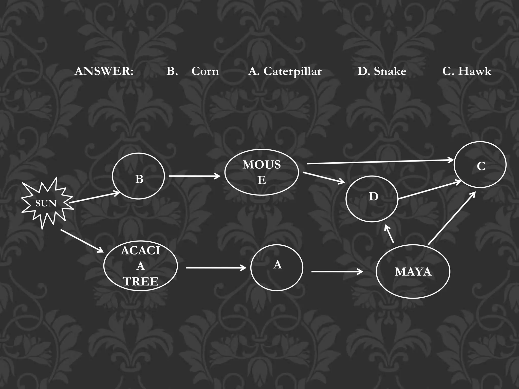 ACACI
A
TREE
MOUS
E
MAYA
SUN
A
B
D
C
ANSWER: B. Corn A. Caterpillar D. Snake C. Hawk
 
