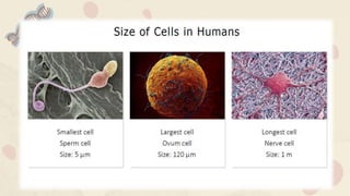 TYPES OF CELLS
03
 