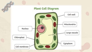 Plant Cell
Venus is the second
planet from the Sun
Animal Cell
Despite being red, it’s
actually a cold place
Cellular Proc...