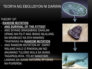 TEORYA NG EBOLUSYON NI DARWIN
THEORY OF:
- RANDOM MUTATION
- ANG SURVIVAL OF THE FITTEST
- ANG SIYANG SINASABING DAHILAN
UPANG MA PILIT ANG IBANG NILALANG
NA MAGBAGO NA SYA NAMANG
TINATAWAG NA RANDOM MUTATION
- ANG RANDOM MUTATION AY DAPAT
WALANG HALO O PAKIKIALAM NG
ANUMANG TULONG MULA SA ISANG
TAGAPAGLIKHA. ITO AY NANGYARI
LAMANG SA ISANG NATURAL AT LIKAS
NA PUWERSA.
 