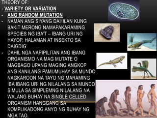 THEORY OF:
- VARIETY OR VARIATION
- ANG RANDOM MUTATION
- NAMAN ANG SIYANG DAHILAN KUNG
BAKIT MERONG NAMAPAKARAMING
SPECIES NG IBA’T – IBANG URI NG
HAYOP, HALAMAN AT INSEKTO SA
DAIGDIG
- DAHIL NGA NAPIPILITAN ANG IBANG
ORGANISMO NA MAG MUTATE O
MAGBAGO UPANG MAGING ANGKOP
ANG KANILANG PAMUMUHAY SA MUNDO
NAGKAROON NA TAYO NG MARAMING
IBA IBANG URI NG NILALANG SA MUNDO
SIMULA SA SIMPLEMNG NILALANG NA
WALANG BUHAY NA SINGLE CELLED
ORGANISM HANGGANG SA
KOMPLIKADONG ANYO NG BUHAY NG
MGA TAO.
 