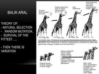 BALIK ARAL
THEORY OF:
- NATURAL SELECTION
- RANDOM MUTATION,
- SURVIVAL OF THE
FITTEST…..
- THEN THERE IS
VARIATION
 