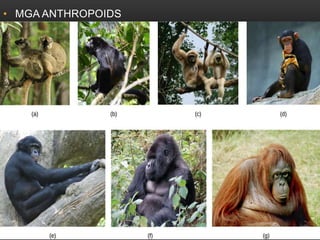 • MGA ANTHROPOIDS
 