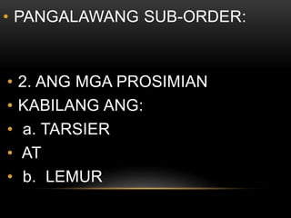 • PANGALAWANG SUB-ORDER:
• 2. ANG MGA PROSIMIAN
• KABILANG ANG:
• a. TARSIER
• AT
• b. LEMUR
 
