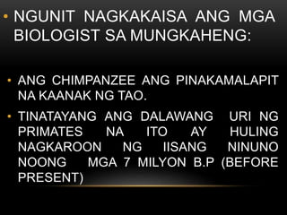 • NGUNIT NAGKAKAISA ANG MGA
BIOLOGIST SA MUNGKAHENG:
• ANG CHIMPANZEE ANG PINAKAMALAPIT
NA KAANAK NG TAO.
• TINATAYANG ANG DALAWANG URI NG
PRIMATES NA ITO AY HULING
NAGKAROON NG IISANG NINUNO
NOONG MGA 7 MILYON B.P (BEFORE
PRESENT)
 