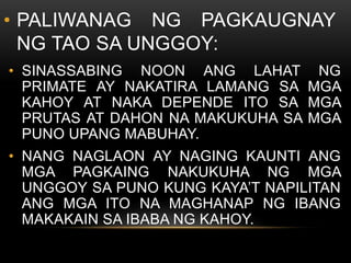 • PALIWANAG NG PAGKAUGNAY
NG TAO SA UNGGOY:
• SINASSABING NOON ANG LAHAT NG
PRIMATE AY NAKATIRA LAMANG SA MGA
KAHOY AT NAKA DEPENDE ITO SA MGA
PRUTAS AT DAHON NA MAKUKUHA SA MGA
PUNO UPANG MABUHAY.
• NANG NAGLAON AY NAGING KAUNTI ANG
MGA PAGKAING NAKUKUHA NG MGA
UNGGOY SA PUNO KUNG KAYA’T NAPILITAN
ANG MGA ITO NA MAGHANAP NG IBANG
MAKAKAIN SA IBABA NG KAHOY.
 