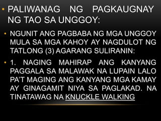 • PALIWANAG NG PAGKAUGNAY
NG TAO SA UNGGOY:
• NGUNIT ANG PAGBABA NG MGA UNGGOY
MULA SA MGA KAHOY AY NAGDULOT NG
TATLONG (3) AGARANG SULIRANIN:
• 1. NAGING MAHIRAP ANG KANYANG
PAGGALA SA MALAWAK NA LUPAIN LALO
PA’T MAGING ANG KANYANG MGA KAMAY
AY GINAGAMIT NIYA SA PAGLAKAD. NA
TINATAWAG NA KNUCKLE WALKING
 