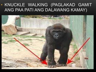 • KNUCKLE WALKING (PAGLAKAD GAMIT
ANG PAA PATI ANG DALAWANG KAMAY)
 