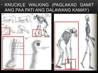 • KNUCKLE WALKING (PAGLAKAD GAMIT
ANG PAA PATI ANG DALAWANG KAMAY)
 