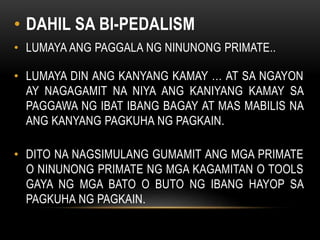 • DAHIL SA BI-PEDALISM
• LUMAYA ANG PAGGALA NG NINUNONG PRIMATE..
• LUMAYA DIN ANG KANYANG KAMAY … AT SA NGAYON
AY NAGAGAMIT NA NIYA ANG KANIYANG KAMAY SA
PAGGAWA NG IBAT IBANG BAGAY AT MAS MABILIS NA
ANG KANYANG PAGKUHA NG PAGKAIN.
• DITO NA NAGSIMULANG GUMAMIT ANG MGA PRIMATE
O NINUNONG PRIMATE NG MGA KAGAMITAN O TOOLS
GAYA NG MGA BATO O BUTO NG IBANG HAYOP SA
PAGKUHA NG PAGKAIN.
 