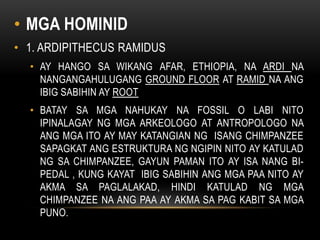 • MGA HOMINID
• 1. ARDIPITHECUS RAMIDUS
• AY HANGO SA WIKANG AFAR, ETHIOPIA, NA ARDI NA
NANGANGAHULUGANG GROUND FLOOR AT RAMID NA ANG
IBIG SABIHIN AY ROOT
• BATAY SA MGA NAHUKAY NA FOSSIL O LABI NITO
IPINALAGAY NG MGA ARKEOLOGO AT ANTROPOLOGO NA
ANG MGA ITO AY MAY KATANGIAN NG ISANG CHIMPANZEE
SAPAGKAT ANG ESTRUKTURA NG NGIPIN NITO AY KATULAD
NG SA CHIMPANZEE, GAYUN PAMAN ITO AY ISA NANG BI-
PEDAL , KUNG KAYAT IBIG SABIHIN ANG MGA PAA NITO AY
AKMA SA PAGLALAKAD, HINDI KATULAD NG MGA
CHIMPANZEE NA ANG PAA AY AKMA SA PAG KABIT SA MGA
PUNO.
 