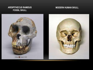 ARDIPITHECUS RAMIDUS
FOSSIL SKULL
MODERN HUMAN SKULL
 