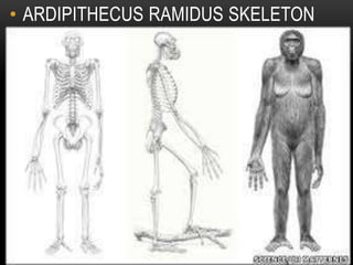 • ARDIPITHECUS RAMIDUS SKELETON
 