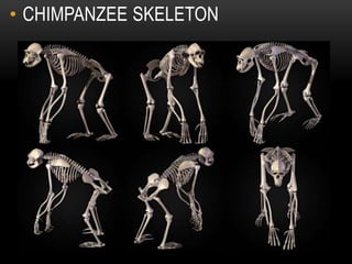 • CHIMPANZEE SKELETON
 