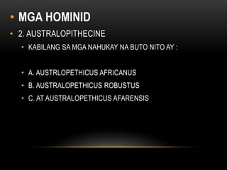 • MGA HOMINID
• 2. AUSTRALOPITHECINE
• KABILANG SA MGA NAHUKAY NA BUTO NITO AY :
• A. AUSTRLOPETHICUS AFRICANUS
• B. AUSTRALOPETHICUS ROBUSTUS
• C. AT AUSTRALOPETHICUS AFARENSIS
 