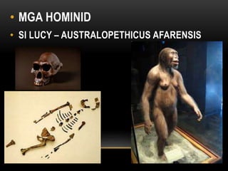 • MGA HOMINID
• SI LUCY – AUSTRALOPETHICUS AFARENSIS
 
