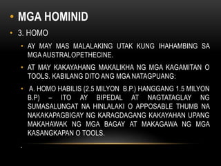 • MGA HOMINID
• 3. HOMO
• AY MAY MAS MALALAKING UTAK KUNG IHAHAMBING SA
MGA AUSTRALOPETHECINE.
• AT MAY KAKAYAHANG MAKALIKHA NG MGA KAGAMITAN O
TOOLS. KABILANG DITO ANG MGA NATAGPUANG:
• A. HOMO HABILIS (2.5 MILYON B.P.) HANGGANG 1.5 MILYON
B.P) – ITO AY BIPEDAL AT NAGTATAGLAY NG
SUMASALUNGAT NA HINLALAKI O APPOSABLE THUMB NA
NAKAKAPAGBIGAY NG KARAGDAGANG KAKAYAHAN UPANG
MAKAHAWAK NG MGA BAGAY AT MAKAGAWA NG MGA
KASANGKAPAN O TOOLS.
.
 