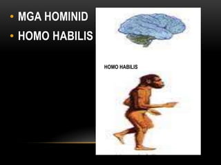 • MGA HOMINID
• HOMO HABILIS
HOMO HABILIS
 