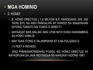• MGA HOMINID
• 3. HOMO
• B. HOMO ERECTUS ( 1.6 MILYON B.P. HANGGANG 300, 000
TAON B.P) NA ANG PANGALAN AY HANGO SA KAKAYAHAN
NITONG TUMAYO NG TUWID O (ERECT)
• MATAASAT MAS MALAKI ANG UTAK NITO KUNG IHAHAMBING
SA HOMO HABILIS
• MAY TAAS ITONG 5 TALAMPAKAN AT 6 NA PULGADA O
( 5 FEET 6 INCHES)
. ANG PINAKAMATANDANG FOSSIL NG HOMO ERECTUS AY
NATAGPUAN SA JAVA INDONESIA NA NAHUKAY NOONG 1891.
 