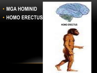 • MGA HOMINID
• HOMO ERECTUS
HOMO ERECTUS
 