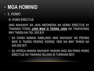 • MGA HOMINID
• 3. HOMO
B. HOMO ERECTUS
ANG NAHUKAY SA JAVA INDONESIA NA HOMO ERECTUS AY
TINAWAG ITONG JAVA MAN O TAONG JAVA NA TINATAYANG
MAY TANDA NA 700, 000 B.P.
• SA CHINA NAMAN KABILANG ANG NAHUKAY NA PEKING
MAN O TAONG PEKING NOONG 1920 NA MAY TANDA NA
420,000 B.P.
• SA AFRICA NAMAN NAHUKAY NAMAN ANG ISA PANG HOMO
ERECTUS NA TINAWAG NILANG SI TURKANA BOY.
 