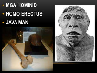 • MGA HOMINID
• HOMO ERECTUS
• JAVA MAN HOMO ERECTUS
 