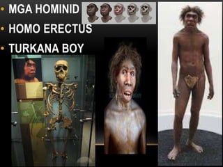• MGA HOMINID
• HOMO ERECTUS
• TURKANA BOY HOMO ERECTUS
 