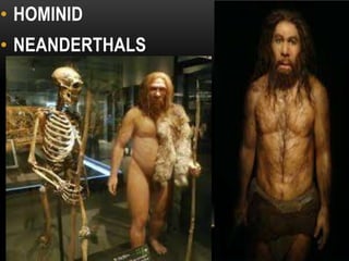 • HOMINID
• NEANDERTHALS
HOMO ERECTUS
 