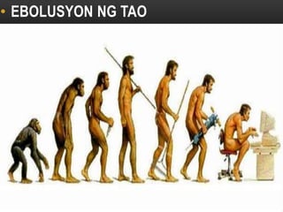 • EBOLUSYON NG TAO
HOMO ERECTUS
 