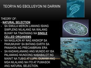 TEORYA NG EBOLUSYON NI DARWIN
THEORY OF:
- NATURAL SELECTION
- SA SIMULA MERON LAMANG ISANG
SIMPLENG NILALANG NA WALANG
BUHAY NA TINATAWAG NA SINGLE
CELLED ORGANISMS
- NA NAGLAON AY NAG ANGKOP SA
PAMUMUHAY SA BATANG EARTH SA
PANAHON NG PRECAMBRIAN ERA
- SA KADAHILANANG ANG MUNDO AY ISA
PALAMANG MUNDONG NABABALOT NG
MAINIT NA TUBIG AT LUPA, DUMAMI ANG
MGA NILALANG NA ITO AT PUMASOK
ANG NATURAL SELECTION.
 