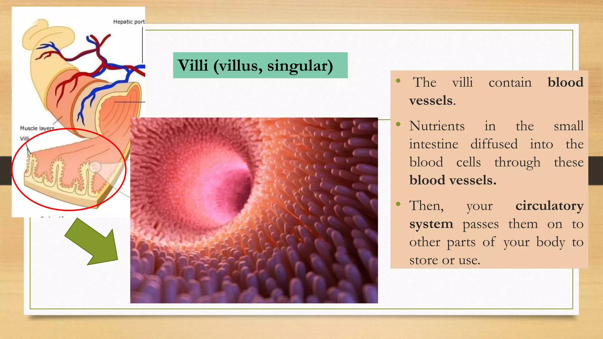• The villi contain blood
vessels.
• Nutrients in the small
intestine diffused into the
blood cells through these
blood vessels.
• Then, your circulatory
system passes them on to
other parts of your body to
store or use.
Villi (villus, singular)
 