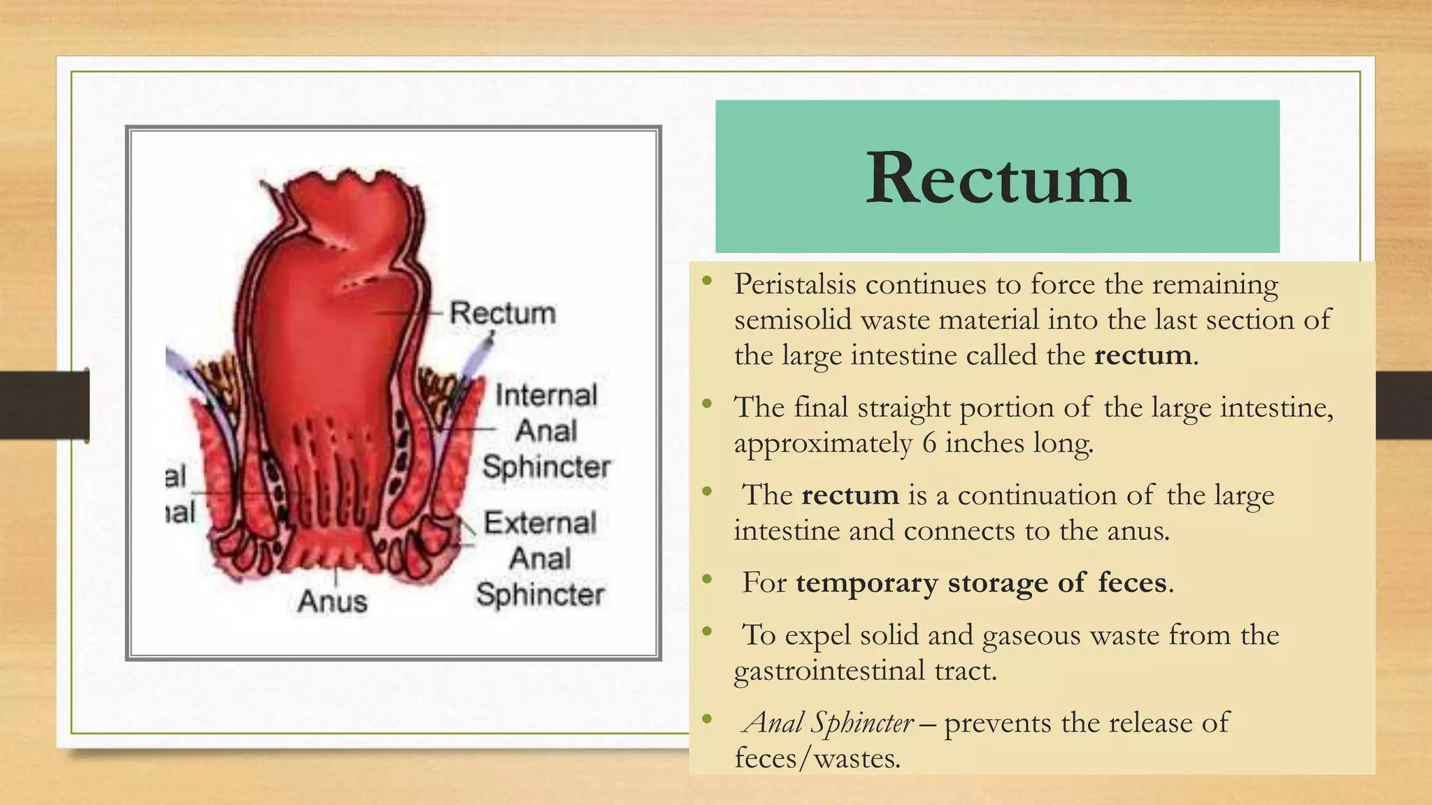 Rectum
• Peristalsis continues to force the remaining
semisolid waste material into the last section of
the large intestine called the rectum.
• The final straight portion of the large intestine,
approximately 6 inches long.
• The rectum is a continuation of the large
intestine and connects to the anus.
• For temporary storage of feces.
• To expel solid and gaseous waste from the
gastrointestinal tract.
• Anal Sphincter – prevents the release of
feces/wastes.
 