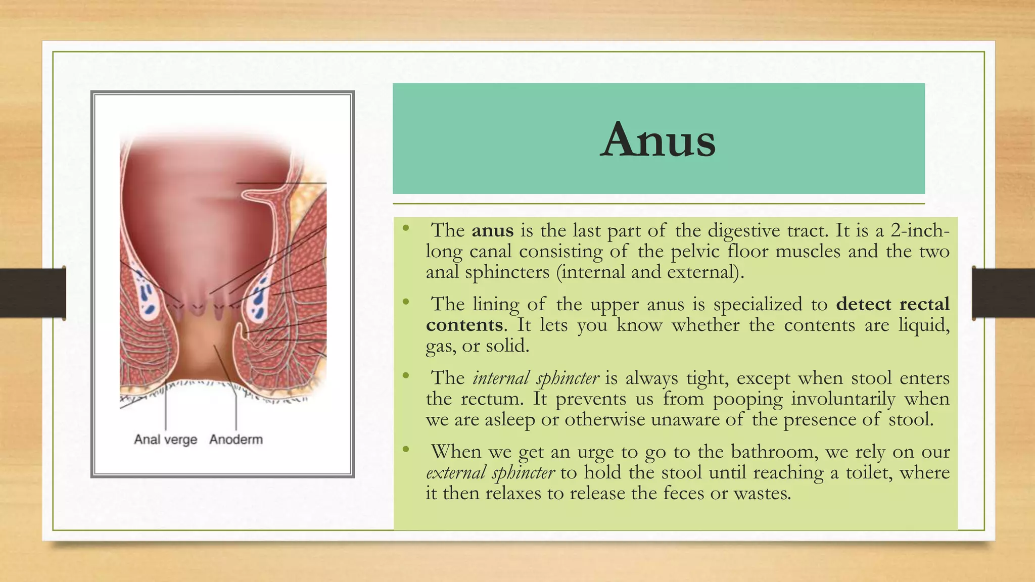 Anus
• The anus is the last part of the digestive tract. It is a 2-inch-
long canal consisting of the pelvic floor muscles and the two
anal sphincters (internal and external).
• The lining of the upper anus is specialized to detect rectal
contents. It lets you know whether the contents are liquid,
gas, or solid.
• The internal sphincter is always tight, except when stool enters
the rectum. It prevents us from pooping involuntarily when
we are asleep or otherwise unaware of the presence of stool.
• When we get an urge to go to the bathroom, we rely on our
external sphincter to hold the stool until reaching a toilet, where
it then relaxes to release the feces or wastes.
 