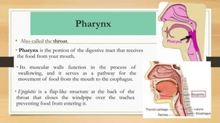 Pharynx
• Also called the throat.
• Pharynx is the portion of the digestive tract that receives
the food from your mouth.
• Its muscular walls function in the process of
swallowing, and it serves as a pathway for the
movement of food from the mouth to the esophagus.
• Epiglottis is a flap-like structure at the back of the
throat that closes the windpipe over the trachea
preventing food from entering it.
 