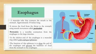Esophagus
• A muscular tube that connects the mouth to the
stomach. Approximately 10 inches long.
• It moves the food from the throat to the stomach
using muscle movement called peristalsis.
• Peristalsis is a wavelike contraction from the
esophagus to the large intestine.
• At the inferior end of the esophagus is a muscular
ring called cardio-esophageal sphincter.
• The function of this sphincter is to close the end of
the esophagus and prevent the backflow of food
from the stomach to the esophagus.
 