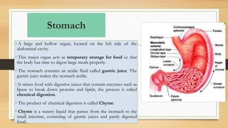 Stomach
• A large and hollow organ, located on the left side of the
abdominal cavity.
• This major organ acts as temporary storage for food so that
the body has time to digest large meals properly.
• The stomach contains an acidic fluid called gastric juice. The
gastric juice makes the stomach acidic.
• It mixes food with digestive juices that contain enzymes such as
lipase to break down proteins and lipids, the process is called
chemical digestion.
• The product of chemical digestion is called Chyme.
• Chyme is a watery liquid that passes from the stomach to the
small intestine, consisting of gastric juices and partly digested
food.
 
