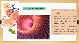 • The villi contain blood
vessels.
• Nutrients in the small
intestine diffused into the
blood cells through these
blood vessels.
• Then, your circulatory
system passes them on to
other parts of your body to
store or use.
Villi (villus, singular)
 