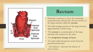 Rectum
• Peristalsis continues to force the remaining
semisolid waste material into the last section of
the large intestine called the rectum.
• The final straight portion of the large intestine,
approximately 6 inches long.
• The rectum is a continuation of the large
intestine and connects to the anus.
• For temporary storage of feces.
• To expel solid and gaseous waste from the
gastrointestinal tract.
• Anal Sphincter – prevents the release of
feces/wastes.
 