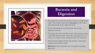Bacteria and
Digestion
• It's perfectly normal for poop to have an unpleasant
odor. The smell comes from bacteria in the colon
that help break down digested food.
• Some bacteria have an important role in the
digestive system.
• The large intestine absorbs water and contains many
symbiotic bacteria that aid in the breaking down of
wastes to extract some small amounts of nutrients.
• Some bacteria digest food and produce important
vitamins and amino acids.
• Bacteria in the intestines are essential for proper
digestion.
 