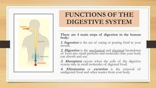 FUNCTIONS OF THE
DIGESTIVE SYSTEM
There are 4 main steps of digestion in the human
body:
1. Ingestion is the act of eating or putting food in your
mouth.
2. Digestion is the mechanical and chemical breakdown
of food into small particles and molecules that your body
can absorb and use.
3. Absorption occurs when the cells of the digestive
system take in small molecules of digested food.
4. Elimination or excretion is the removal of
undigested food and other wastes from your body.
 