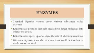 ENZYMES
• Chemical digestion cannot occur without substances called
enzymes.
• Enzymes are proteins that help break down larger molecules into
smaller molecules.
• Enzymes also speed up or catalyze the rate of chemical reactions.
• Without enzymes, some chemical reactions would be too slow or
would not occur at all.
 