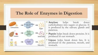 The Role of Enzymes in Digestion
• Amylase helps break down
carbohydrates into sugars or glucose. It
is produced by the salivary glands and
pancreas.
• Pepsin helps break down proteins. It is
produced in our stomach.
• Lipase helps break down fats. It is
produced in the pancreas, mouth, and
stomach.
 