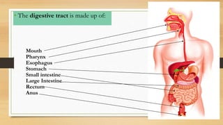 Mouth
Pharynx
Esophagus
Stomach
Small intestine
Large Intestine
Rectum
Anus
• The digestive tract is made up of:
 