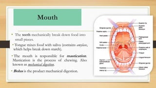 Mouth
• The teeth mechanically break down food into
small pieces.
• Tongue mixes food with saliva (contains amylase,
which helps break down starch).
• The mouth is responsible for mastication.
Mastication is the process of chewing. Also
known as mechanical digestion.
• Bolus is the product mechanical digestion.
 