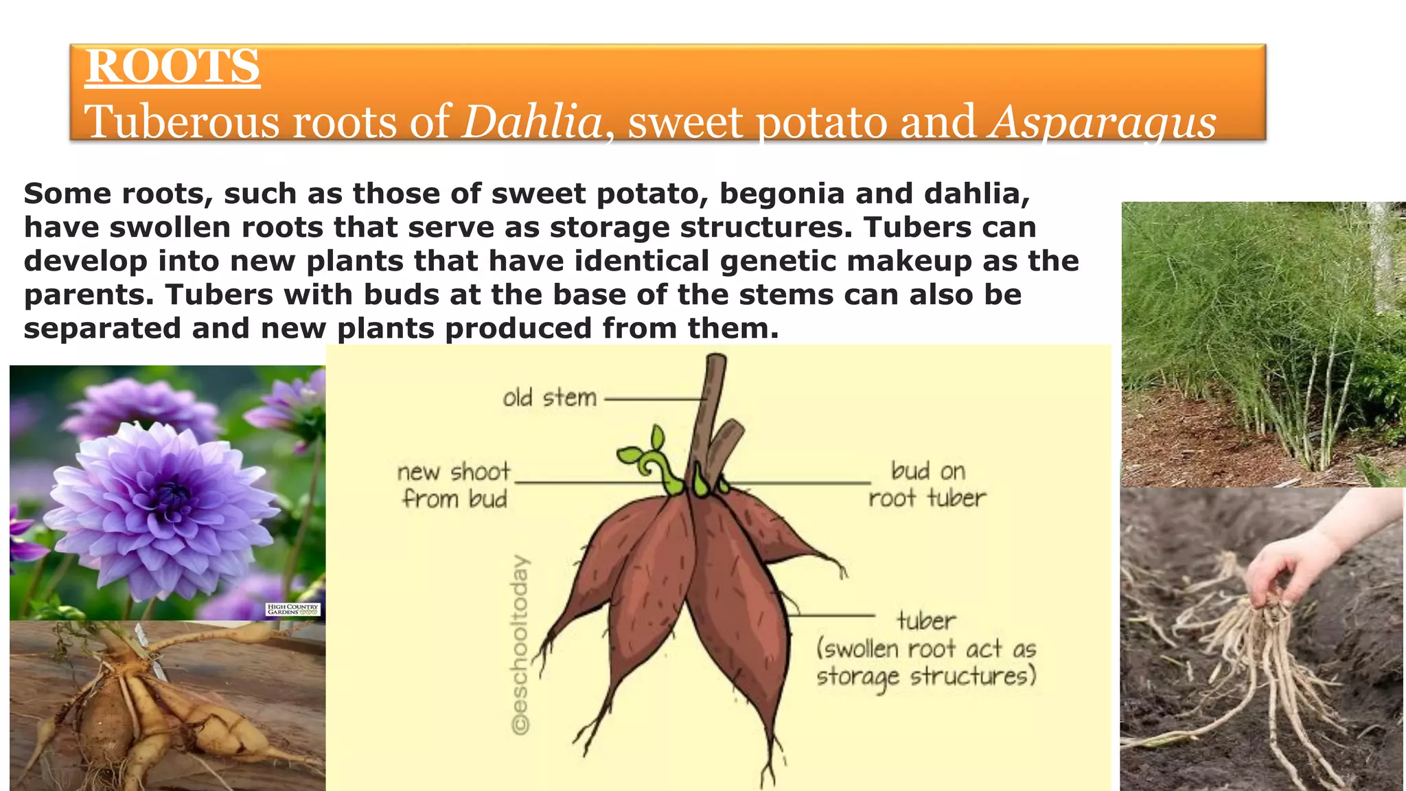 Grade 7 L 11 Reproduction in plants.pdf