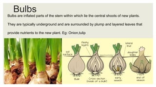 Grade 7 L 11 Reproduction in plants.pdf