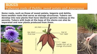 Fasculated Roots Grade 7 L 11 Reproduction in plants.pdf