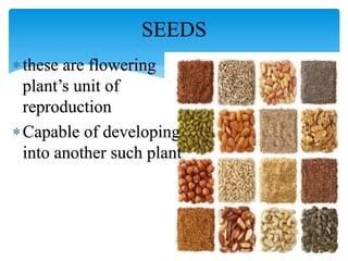 SEEDS
these are flowering
plant’s unit of
reproduction
Capable of developing
into another such plant
 