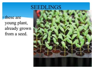 SEEDLINGS
these are
young plant,
already grown
from a seed.
 